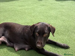 Labrador Retriever dogs Family breed labradors - Advert 5