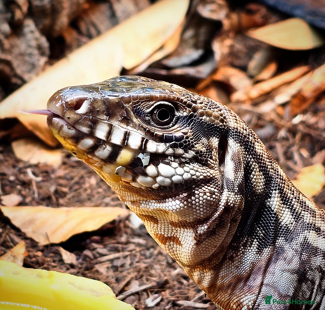 Monitor reptiles for sale: Devil Line Red Tegu Female CB25 - Advert 9