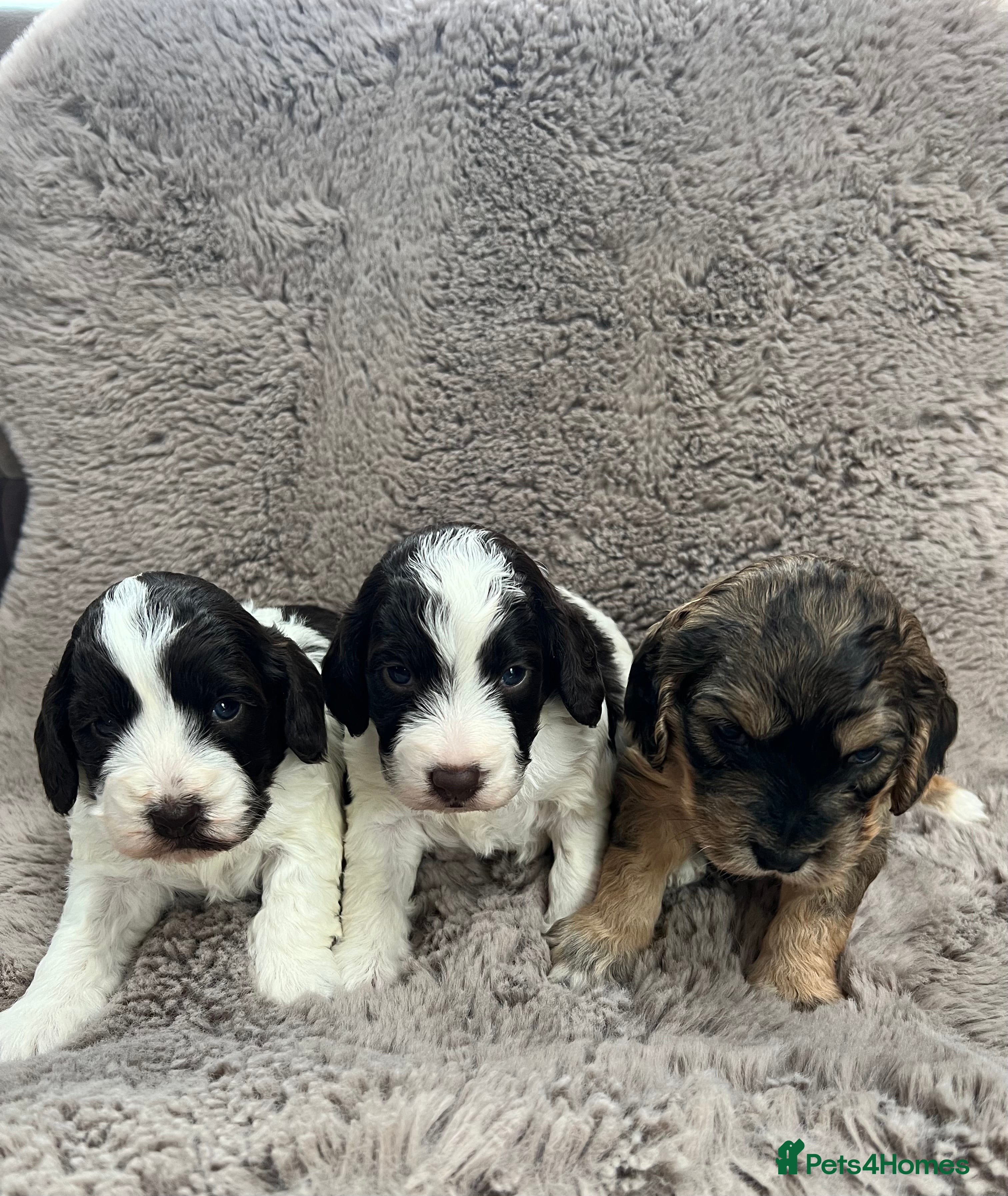 Cockapoo dogs Miniature F1 cockapoo puppies  in Stratford-upon-Avon - Advert 1