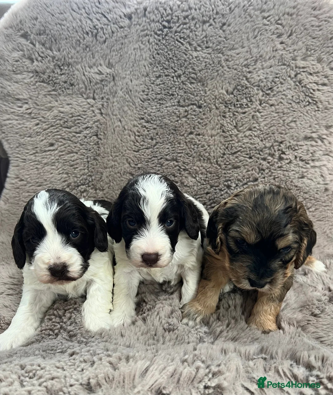 Cockapoo dogs for sale: Miniature F1 cockapoo puppies  in Stratford-upon-Avon - Advert 1