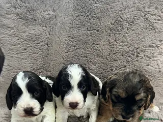 Cockapoo dogs Miniature F1 cockapoo puppies in Stratford-upon-Avon - Advert 6