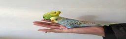 Budgerigars birds for sale: Silly hand tamed budgies  - Advert 3