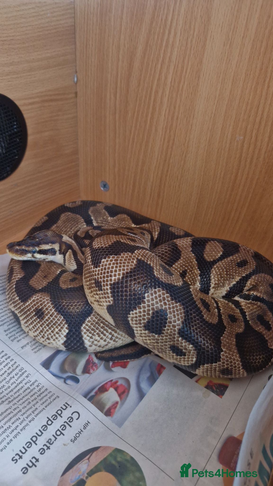 Python Snake reptiles Royal Python - Pastel  - Advert 1