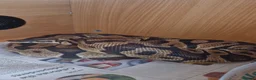 Python Snake reptiles for sale: Royal Python - Pastel  - Advert 1