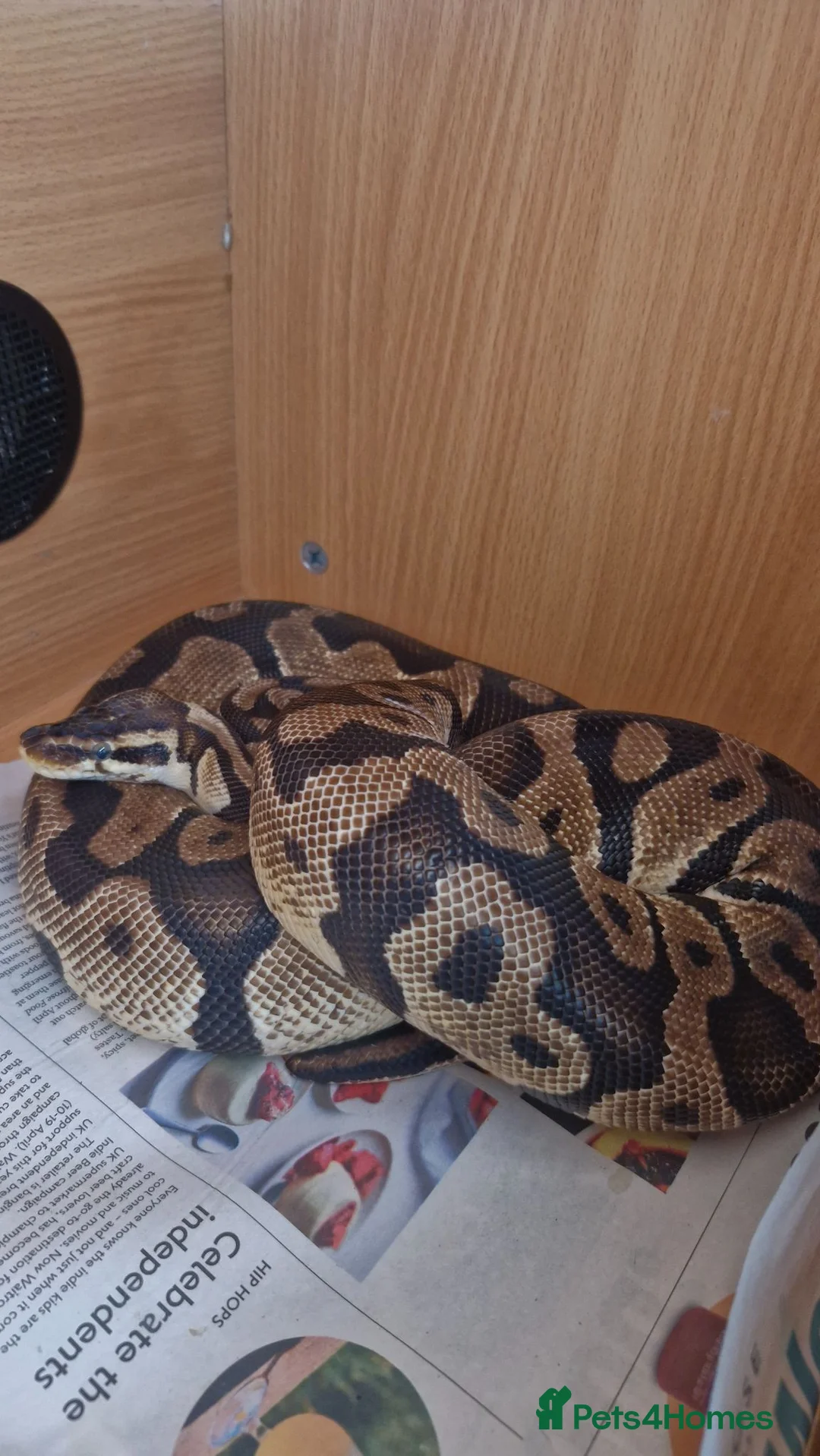 Python Snake reptiles for sale: Royal Python - Pastel  - Advert 1