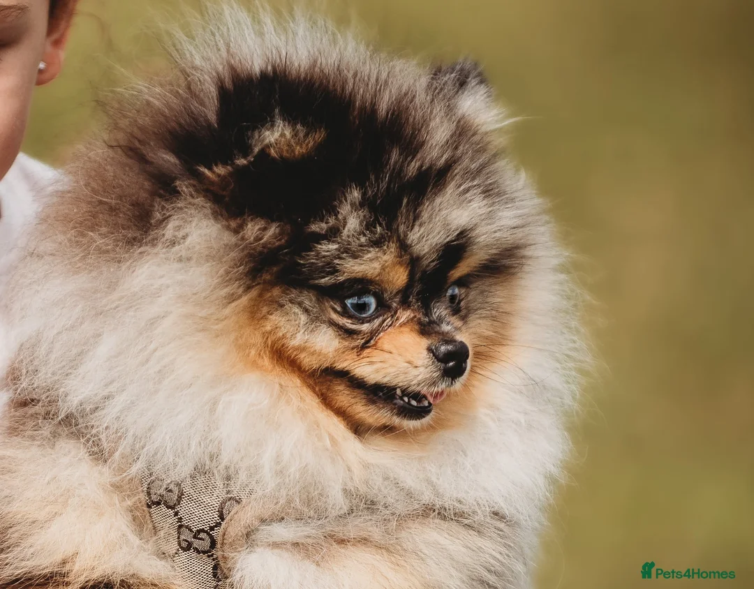 Pomeranian dogs for stud: PERFECT MERLE STUD🌎 experienced ✅ proven✅ in Wolverhampton - Advert 3