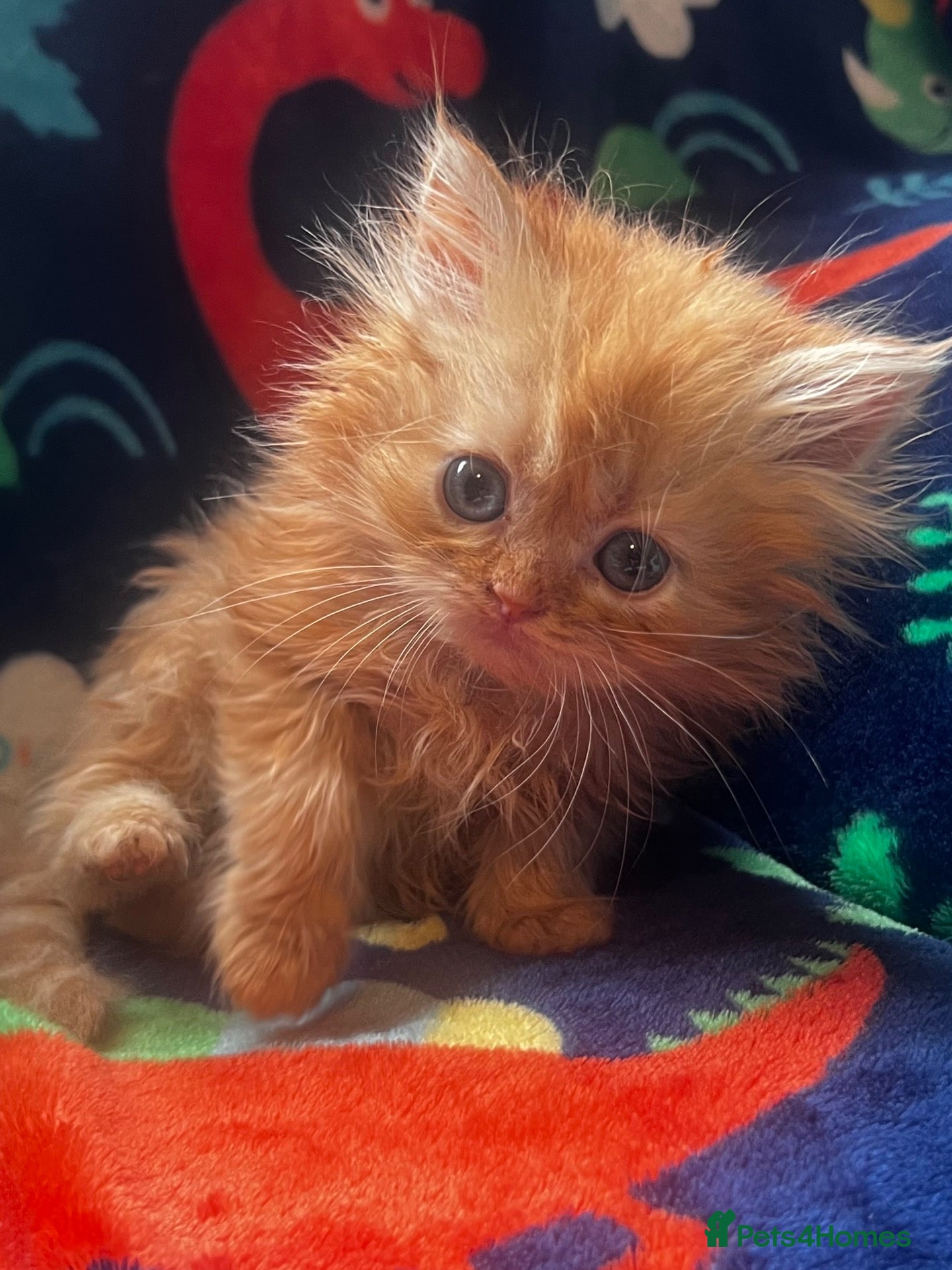 Persian cats  PERSIANS 🌸🌷💐🌹🌼BLUE EYES - Advert 1