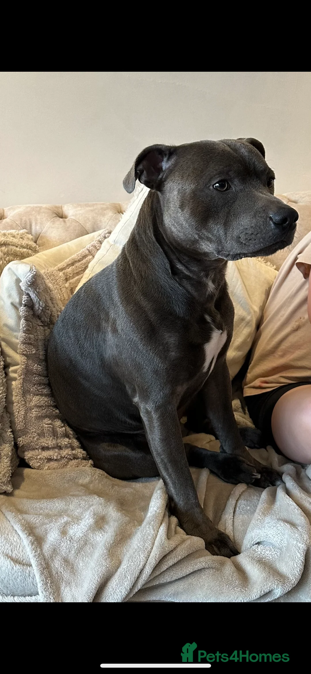 Staffordshire Bull Terrier dogs for stud: Stud offered- Blue Staffordshire Bull Terrier Stud in Wickford - Advert 5