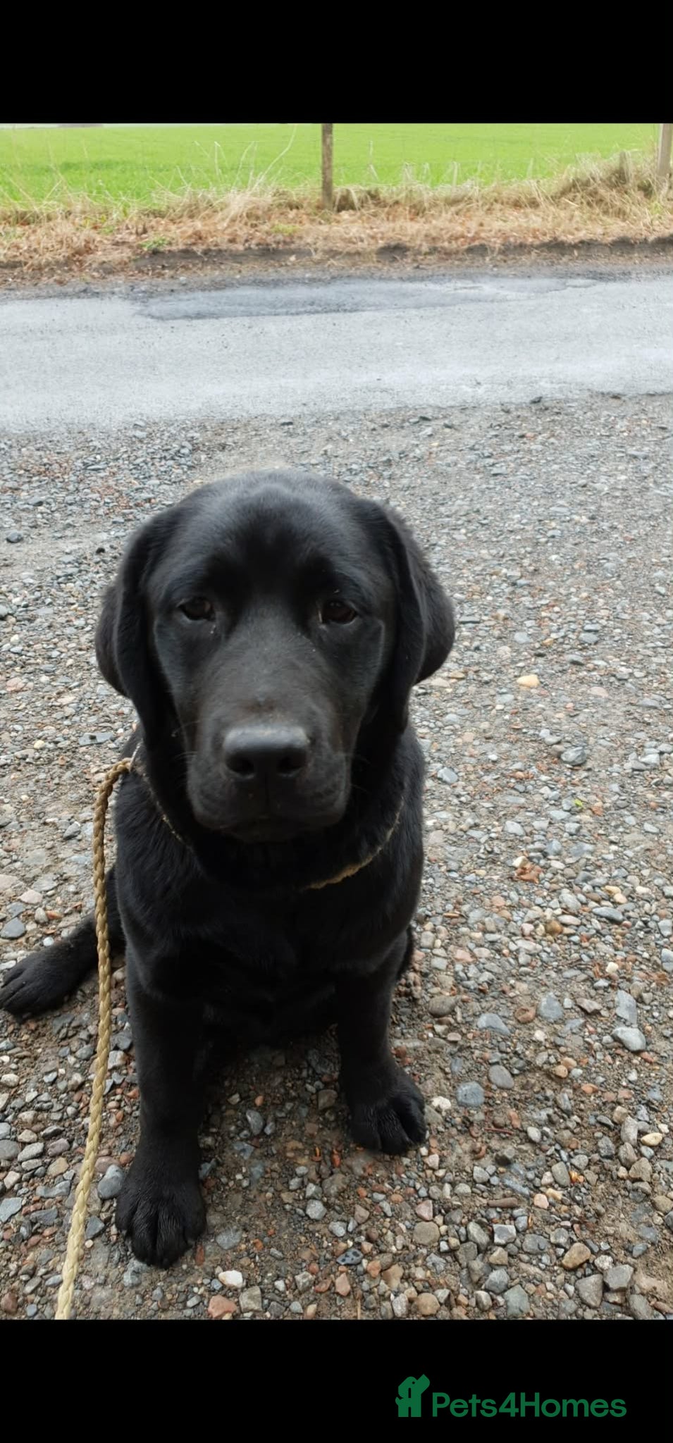 Labrador Retriever dogs for sale: Beautiful KC Labrador Puppies - Advert 1