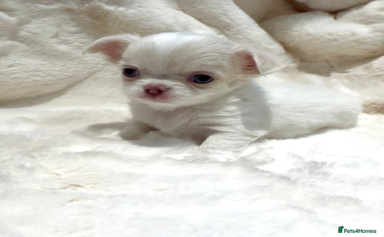 Chihuahua dogs QUALITY LONG COAT KC CHIHUAHUA PUPPIES  - Advert 2