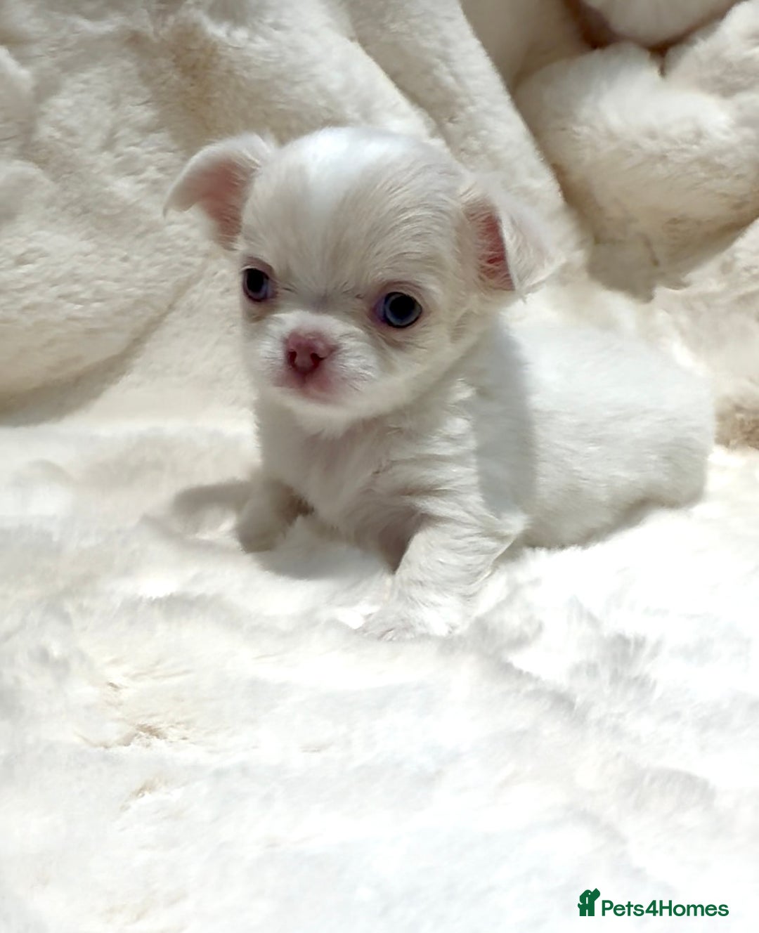 Chihuahua dogs for sale: QUALITY LONG COAT KC CHIHUAHUA PUPPIES  - Advert 1