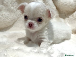 Chihuahua dogs QUALITY LONG COAT KC CHIHUAHUA PUPPIES - Advert 5