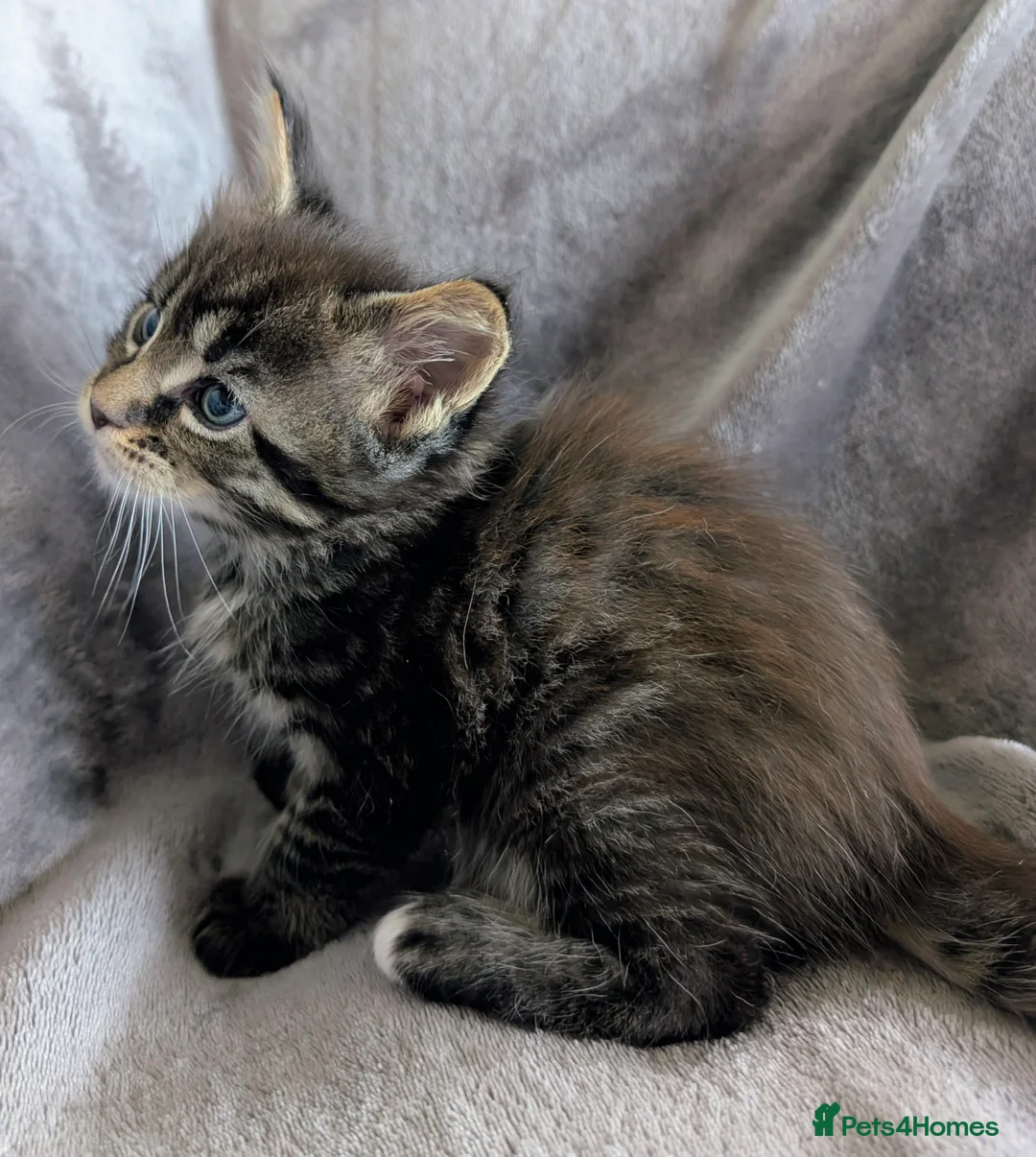 Maine Coon cats for sale: Chunky Maine Coons  - Advert 30