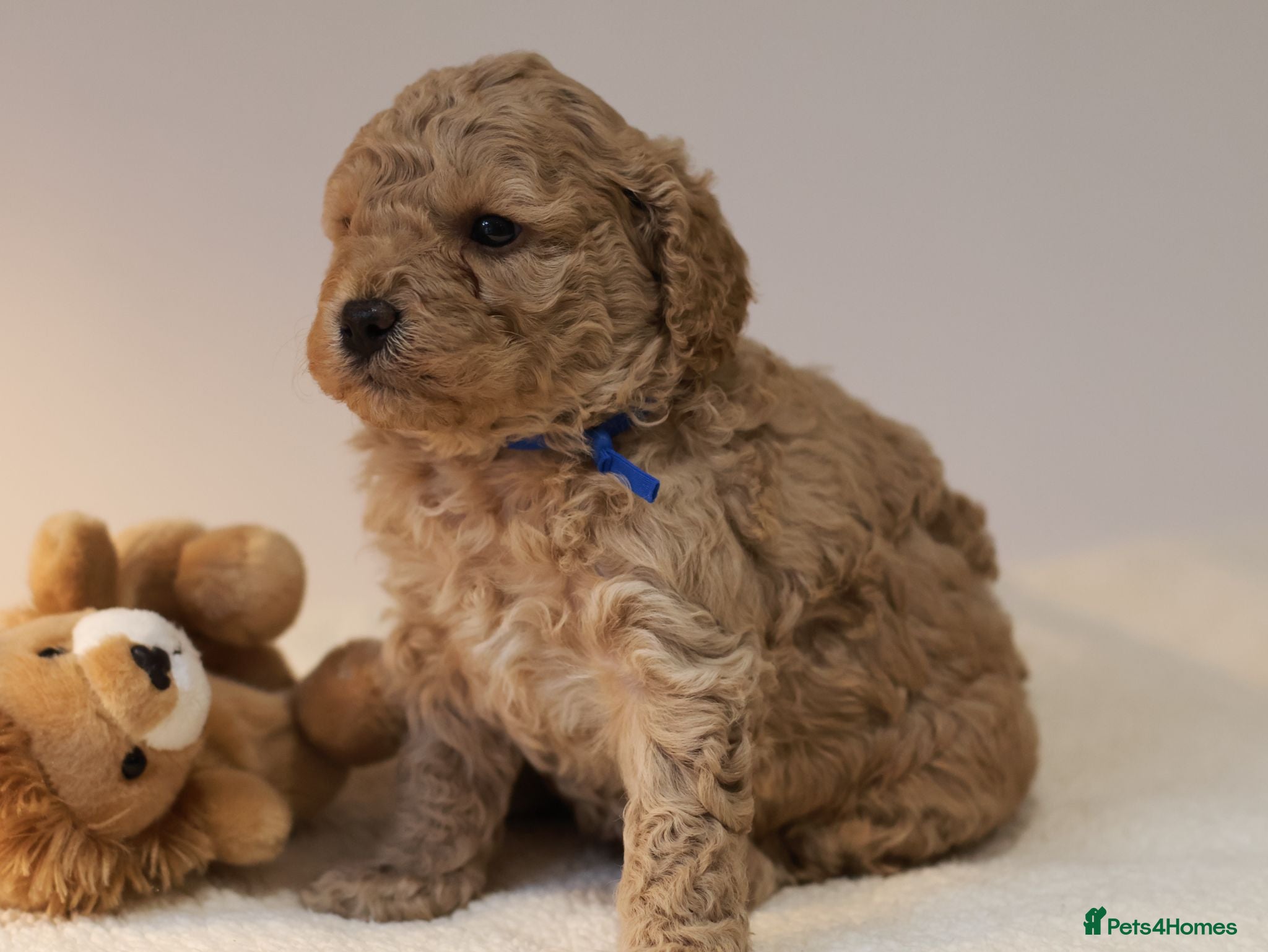 Cavapoo dogs 5*Licensed+DNAtested+Vetchecked+Red+Apricot+Cream - Advert 2