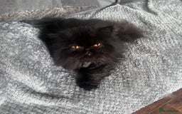 Persian cats for sale: Black male persian - Image 1
