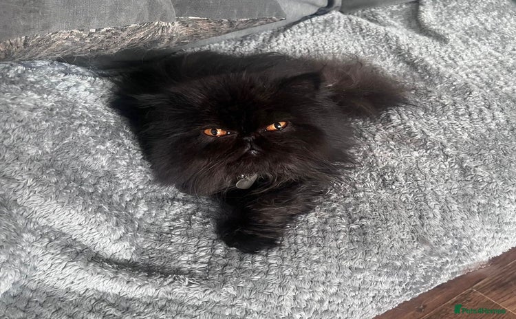 Persian cats - Advert 2