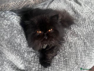 Persian cats - Advert 12