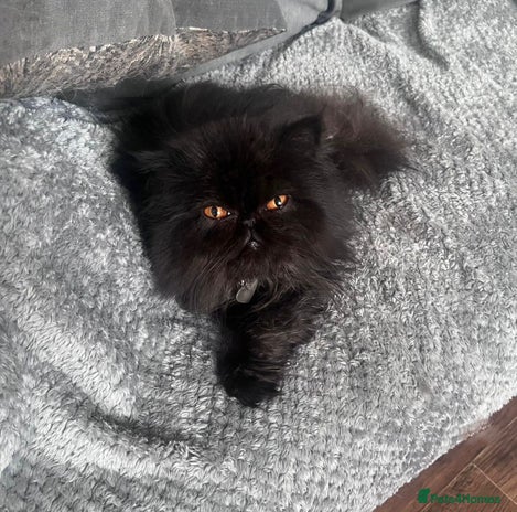 Persian cats - Advert 11