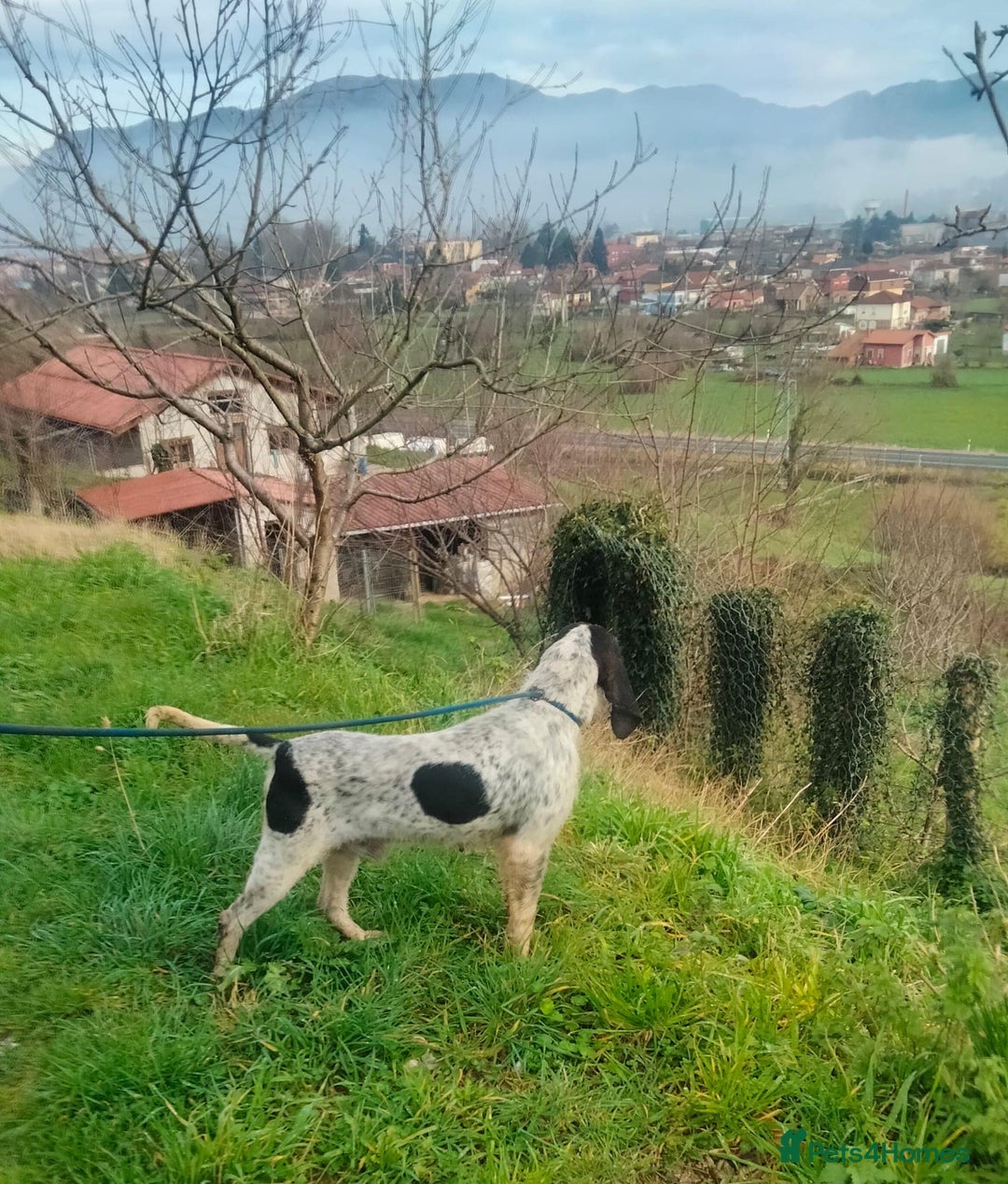 Mixed Breed dogs for adoption: Chispa - cheeky Griffon X for adoption - Advert 9