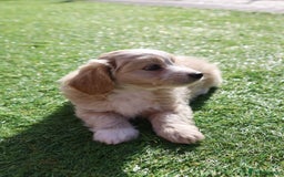 Maltipoo dogs for sale: Beautiful Maltipoo Babies - Image 25