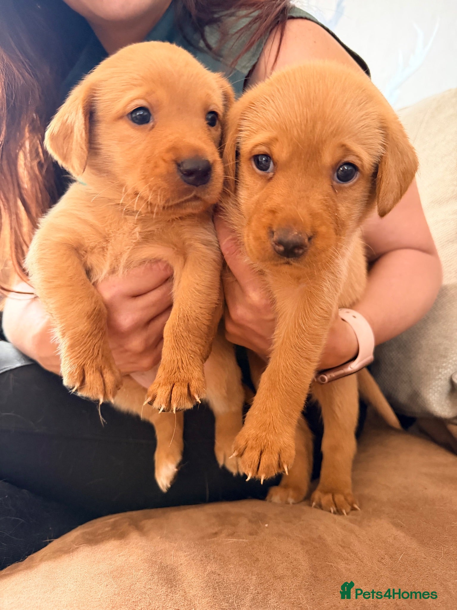 Labrador Retriever dogs Stunning fox red KC Labrador puppies  - Advert 2