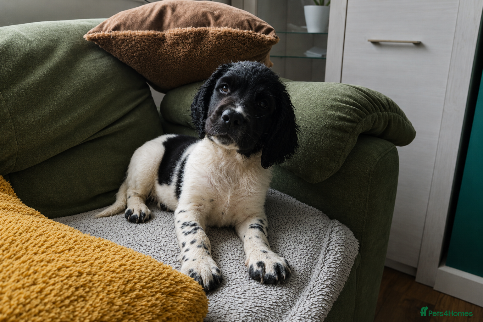 English Springer Spaniel dogs English springiel spaniel pupies.  - Advert 2