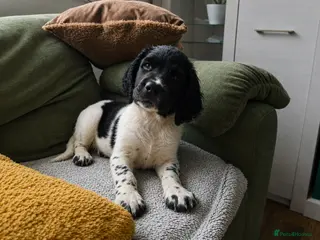 English Springer Spaniel dogs English springiel spaniel pupies. - Advert 1