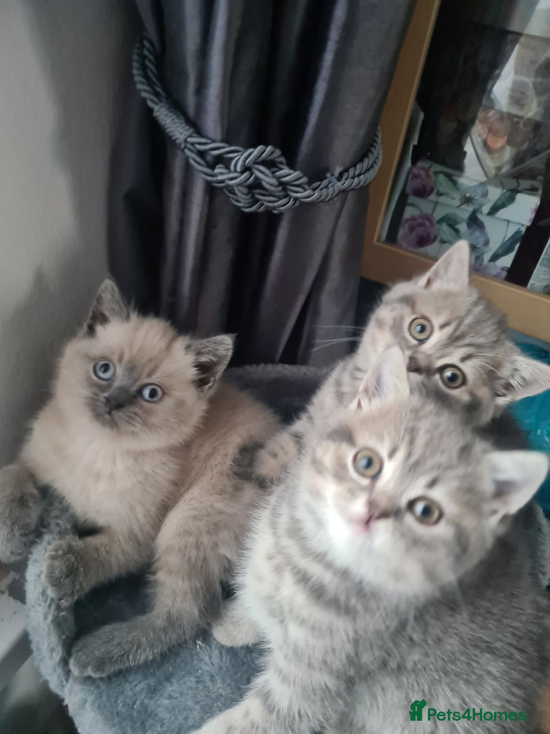 British Shorthair cats for sale: Beautiful kittens. - Advert 7