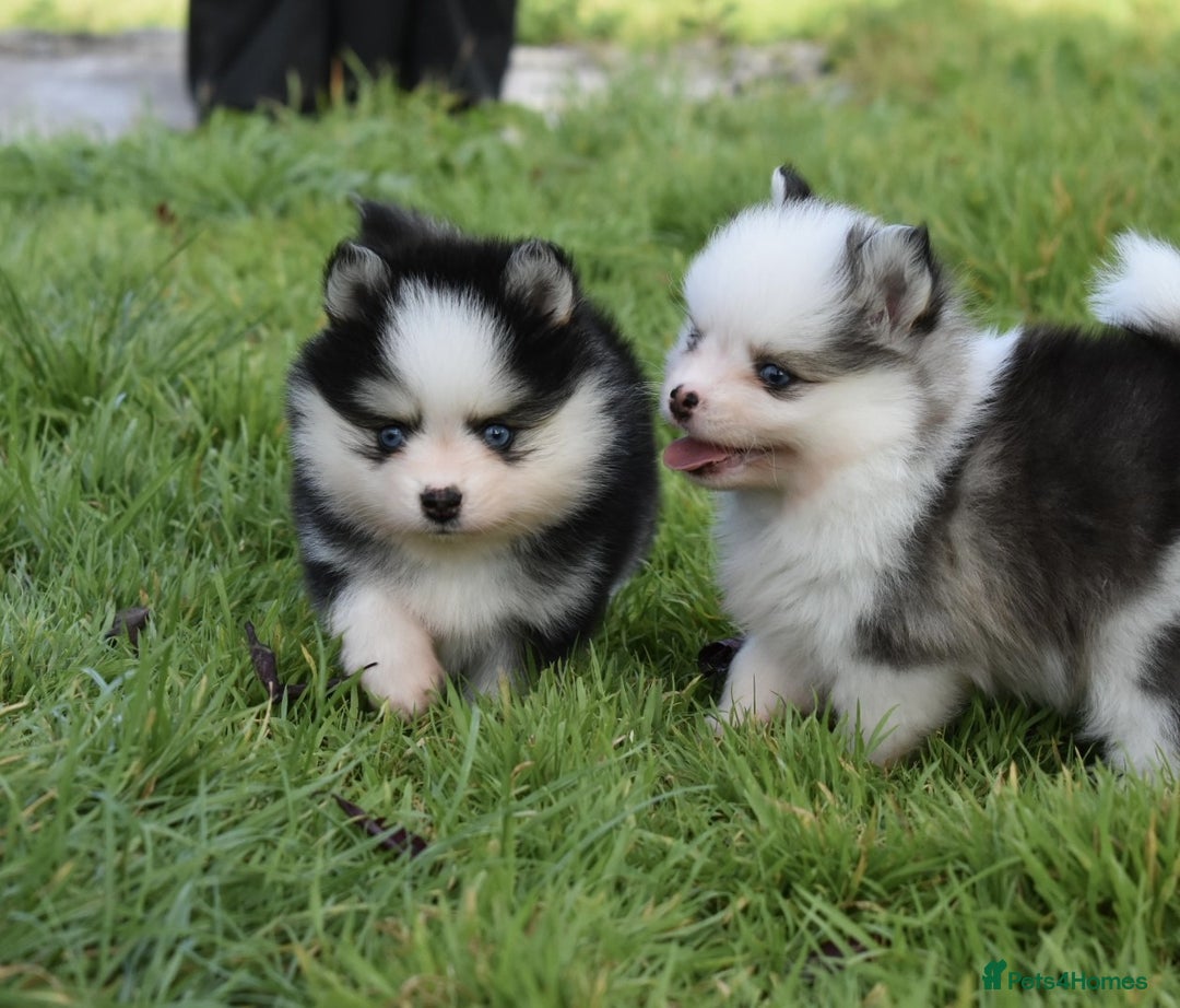 Pomsky dogs for sale: Genuine Toy Size Pomskies - Image 6