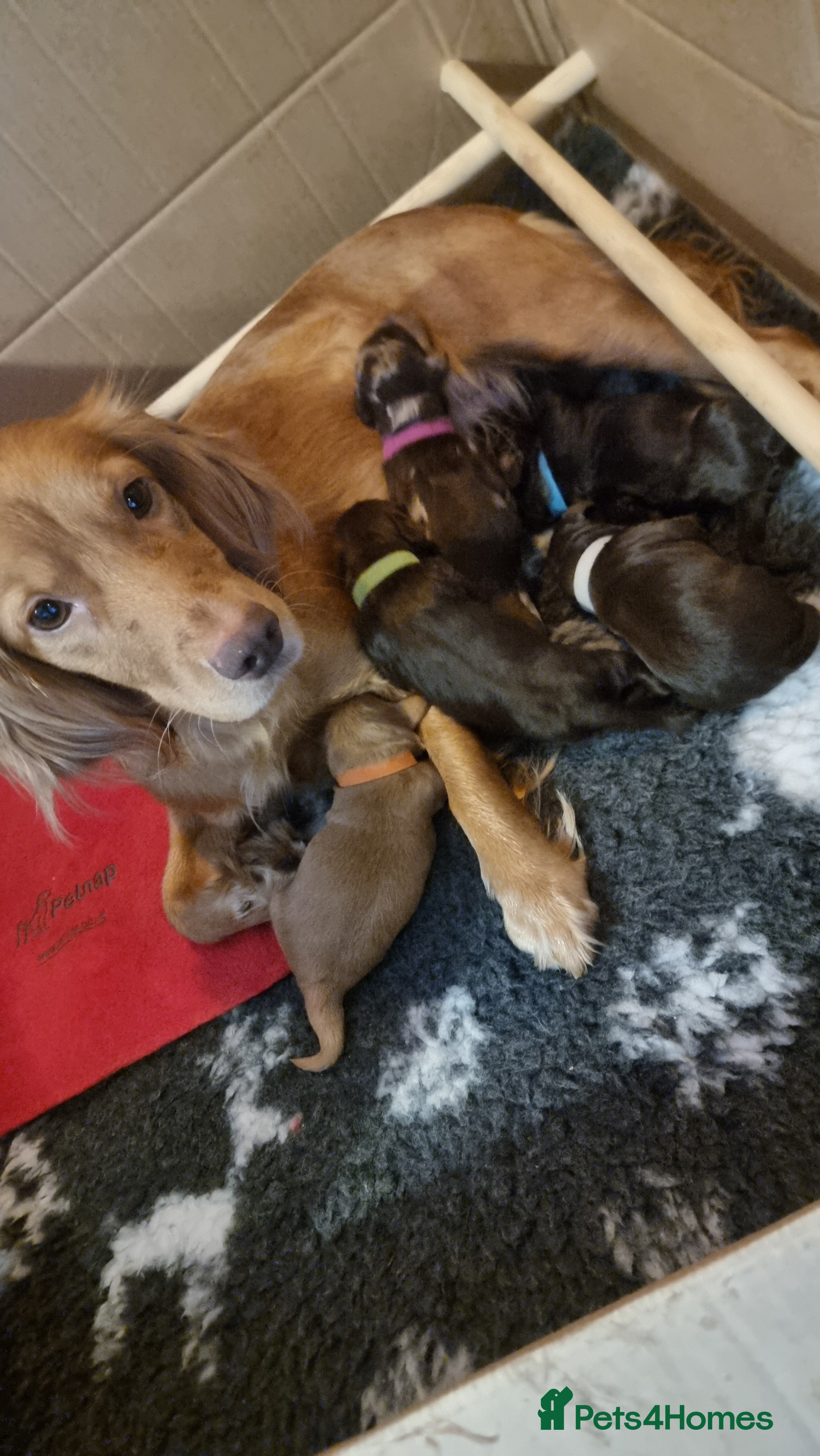 Cockapoo dogs Stunning litter of cockapoos, 2 males, 3 females - Advert 12