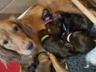 Cockapoo dogs Stunning litter of cockapoos, 2 males, 3 females - Advert 15