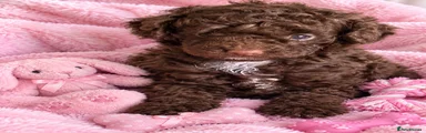 Toy Poodle 2