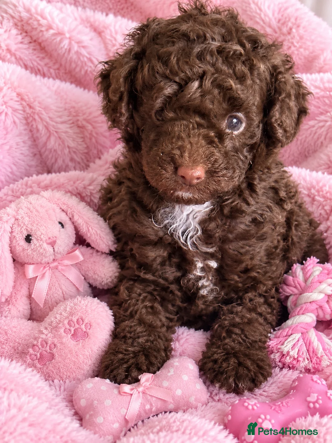 Toy Poodle dogs for sale: Stunning pure bred toy poodle pups  - Advert 2