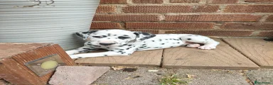 Dalmatian 3
