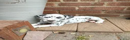 Dalmatian dogs for sale: 1 boy , 2 girls left  - Advert 33