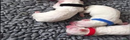 Bichon Frise dogs for sale: Beautiful bishon frise pups for sale - Advert 4