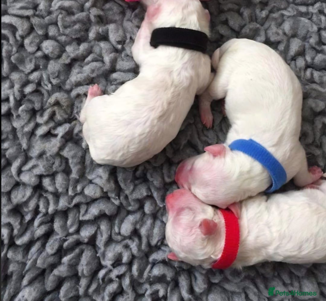 Bichon Frise dogs for sale: Beautiful bishon frise pups for sale - Advert 4