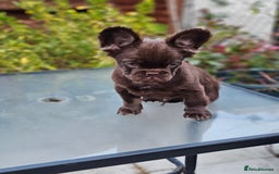 French Bulldog dogs for sale: Chocolate Rojo tan fluffy French bulldog  - Image 11