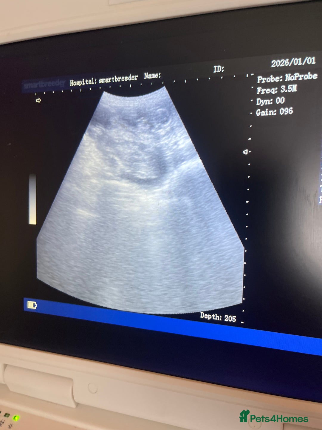 Rottweiler dogs for sale: 🐾🐶PUREBRED ROTTWEILER PUPPIES–DEPOSITS OPEN 🐶🐾 - Advert 4