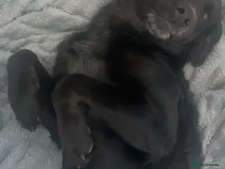 Mixed Breed dogs Re-home my Labrador - Advert 1