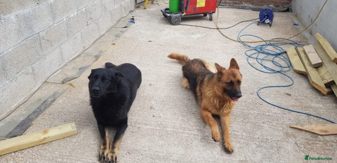 German Shepherd dogs for stud: Czech German Shepherd stud in Newport - Advert 2