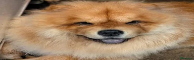 Chow Chow 1