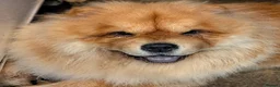 Chow Chow dogs for sale: Chow chow  - Advert 9