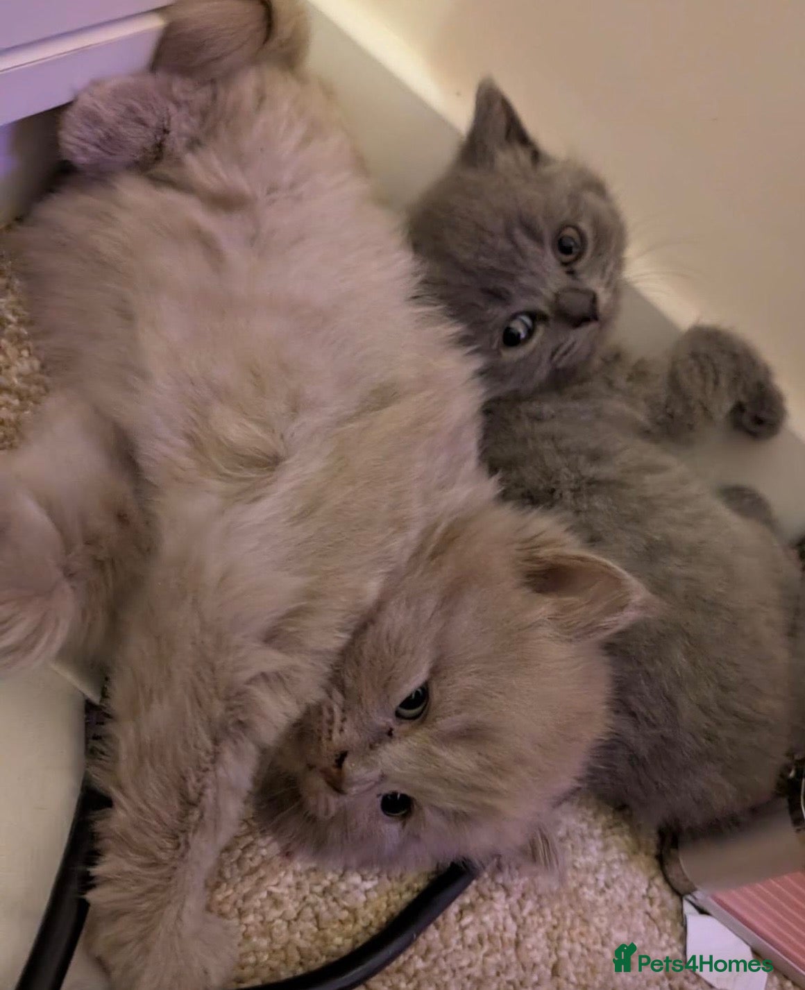 British Shorthair cats Outstanding BSH  - Advert 1