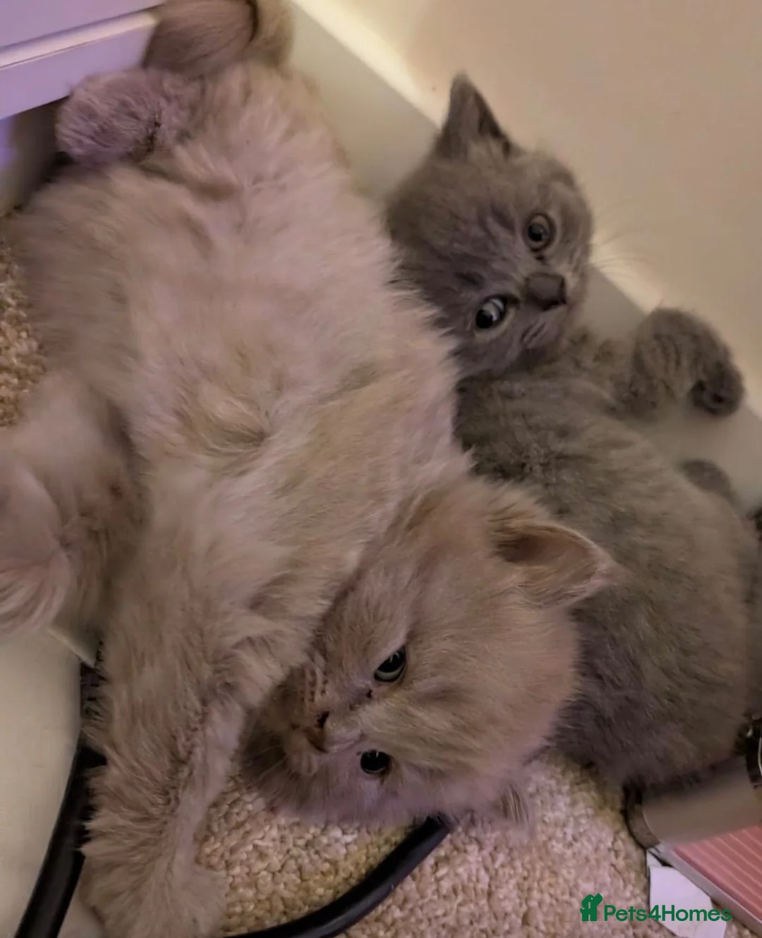 British Shorthair cats for sale: Outstanding BSH  in Milton Keynes - Advert 1