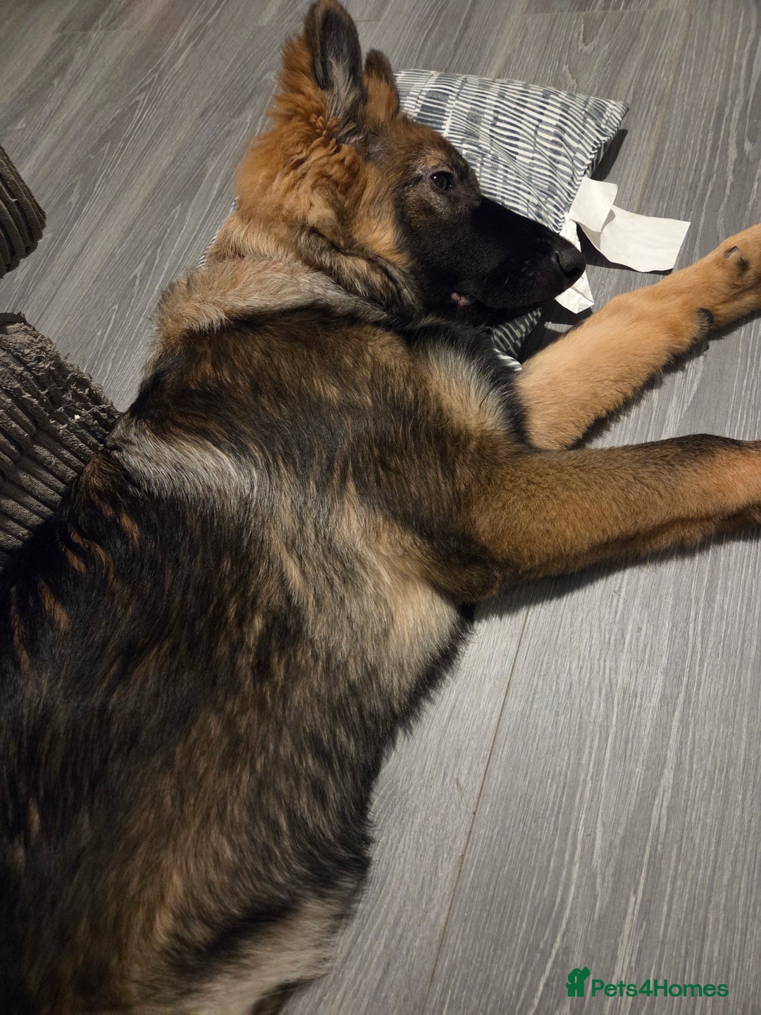 German Shepherd dogs for sale: 5 month german  - Advert 3