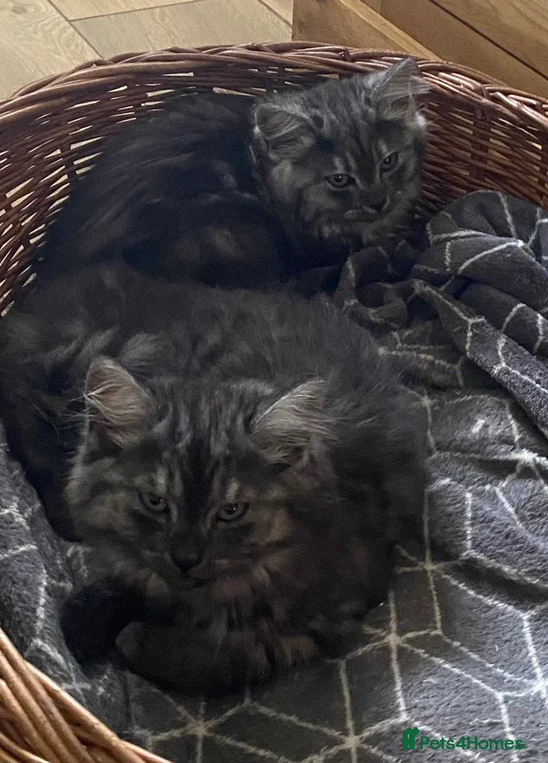 Mixed Breed cats for sale: Long haired ghost grey kittens  - Advert 1