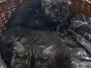 Mixed Breed cats Long haired ghost grey kittens - Advert 1