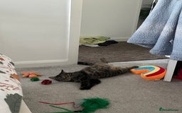 Mixed Breed cats for sale: 2 gorgeous girls tabby and tortoise shell - Image 19
