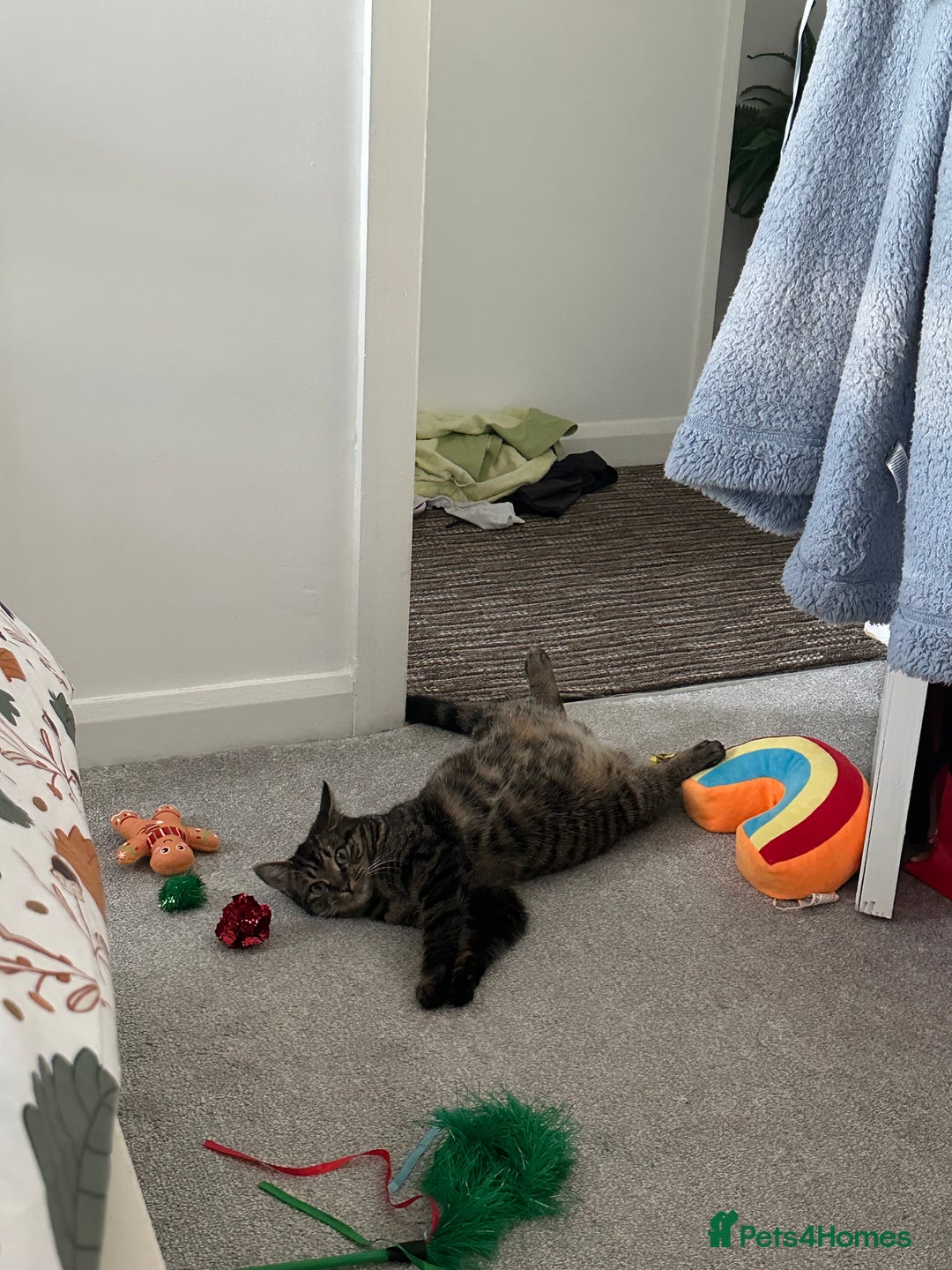 Mixed Breed cats for sale: 2 gorgeous girls tabby and tortoise shell - Image 19
